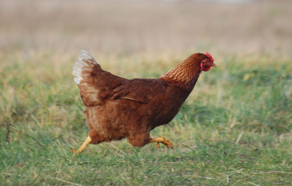 Le groupe Casino crée une filière Poulet Bio avec des acteurs